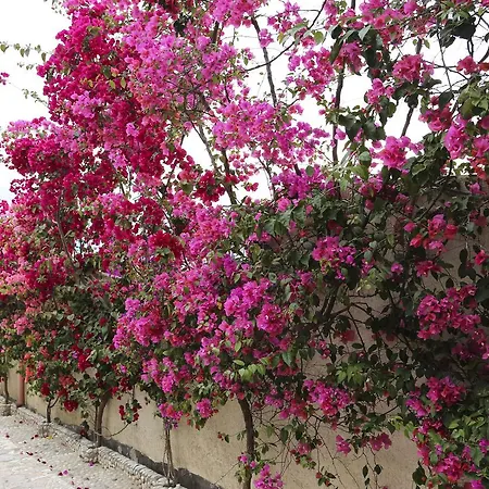 Bellavista Bougainville Bay Daire Saranda