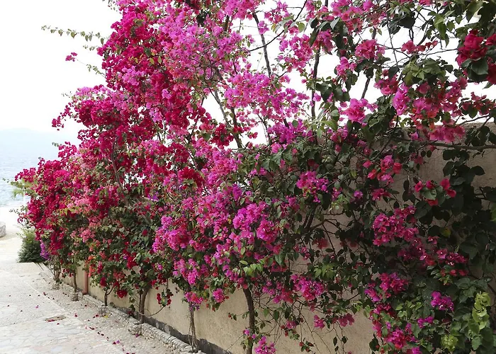 布干维尔湾贝拉维斯塔公寓 公寓 Sarandë